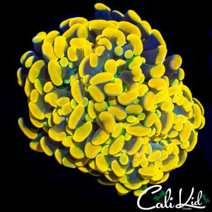 HONEYCOMB BRANCHING HAMMER