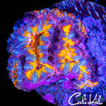 ULTRA RAINBOW ACAN QUAD