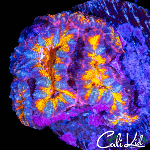ULTRA RAINBOW ACAN QUAD