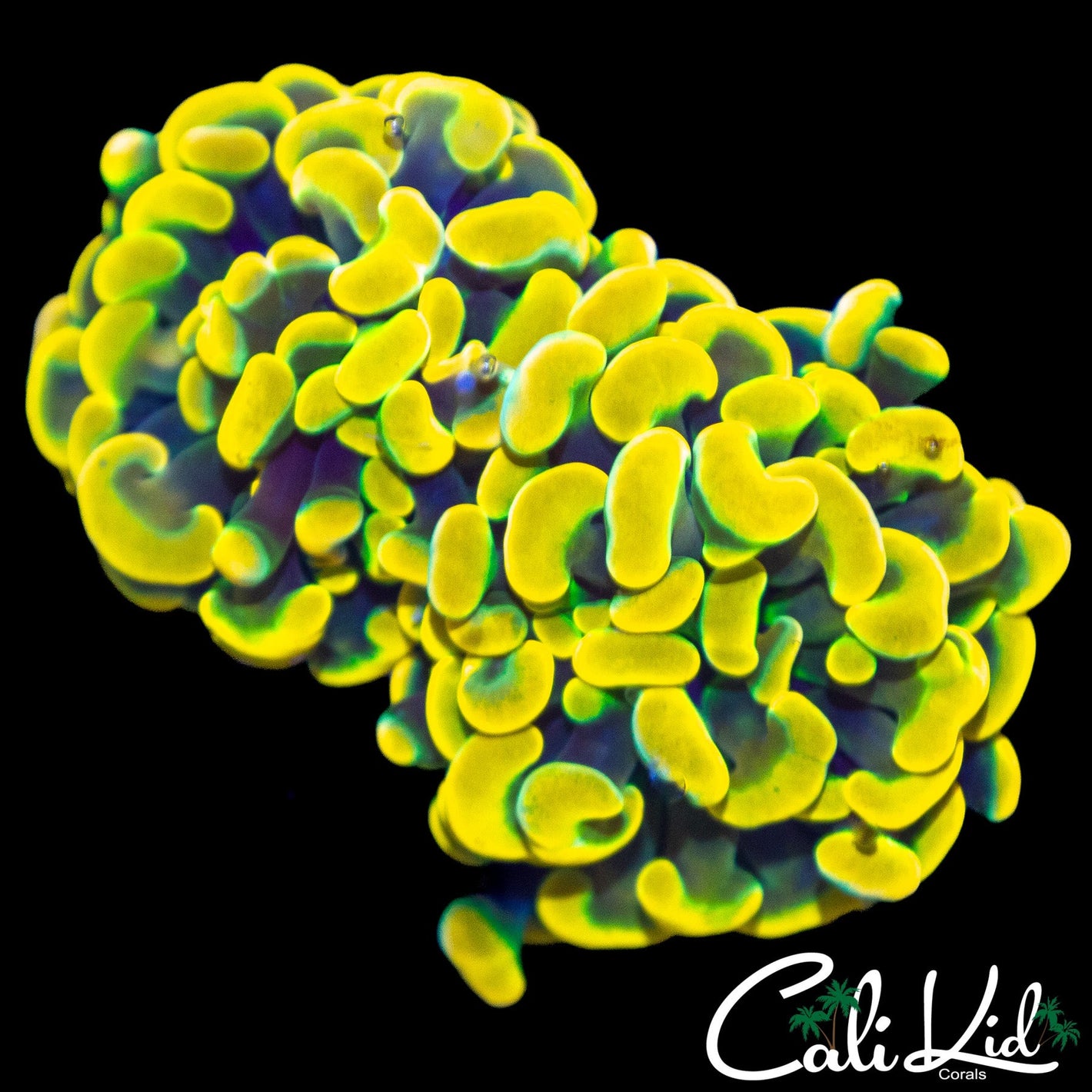 BLINDING BRANCHING HAMMER