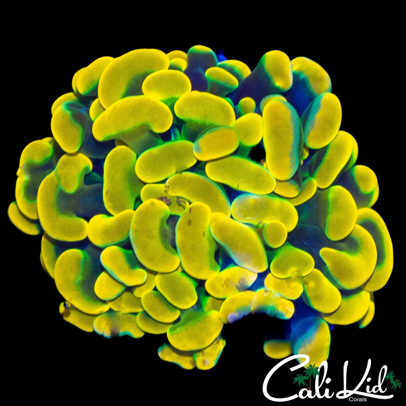 BLINDING BRANCHING HAMMER