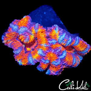 ULTRA RAINBOW ACAN TRIPLE