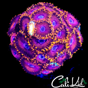 KH SUNBURST ZOA COLONY