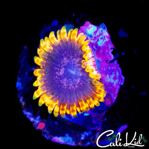 MSYTERY ZOA