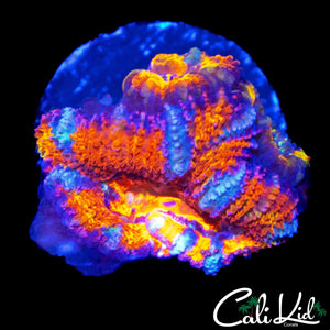 ULTRA RAINBOW ACAN TRIPLE