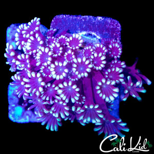 BI COLOR ALVEOPORA