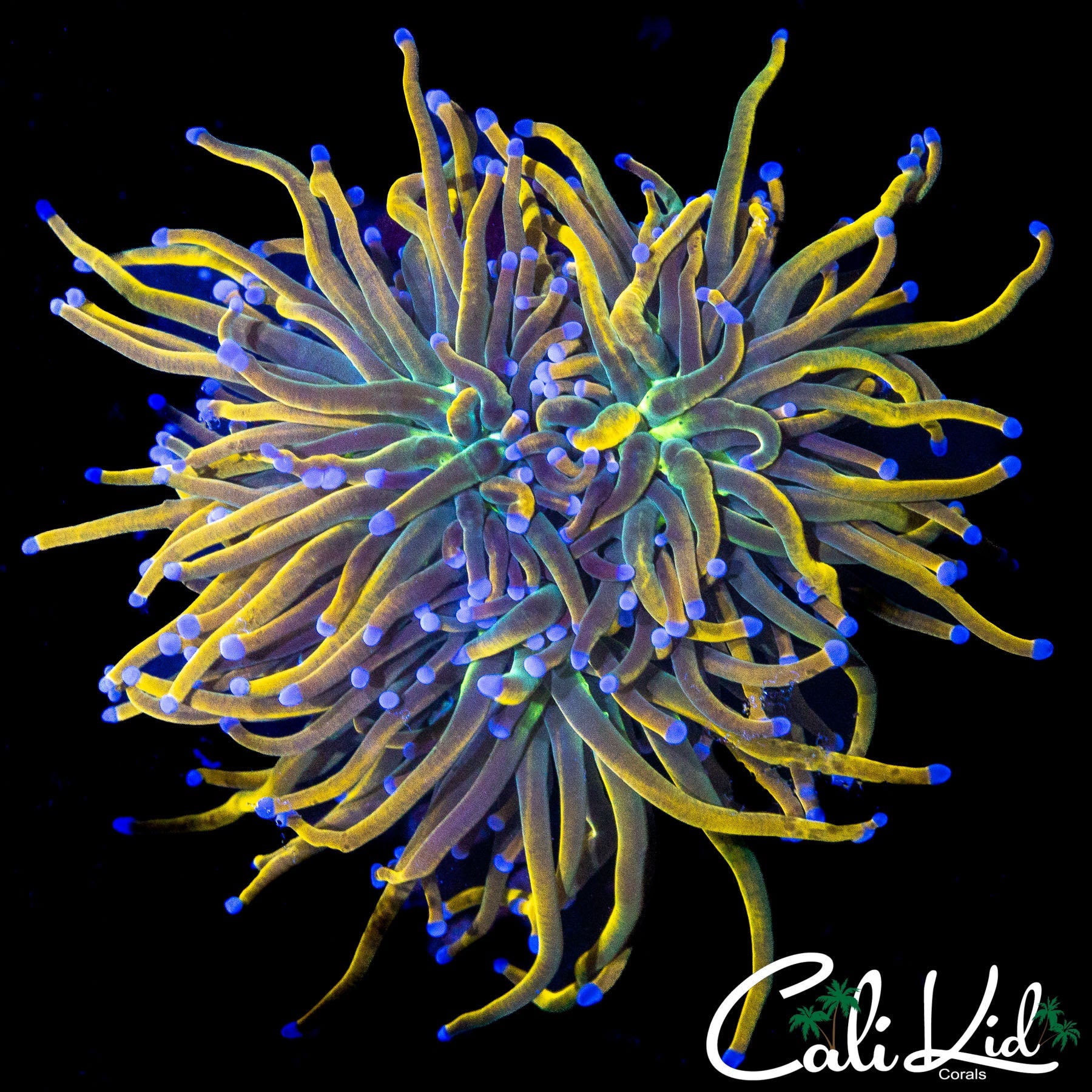 XL AQUACULTURED MEDUSA TORCH