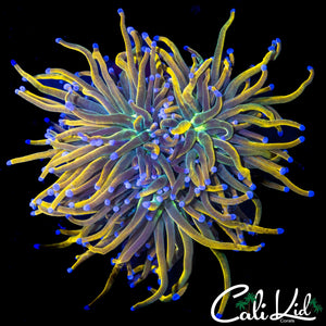 XL AQUACULTURED MEDUSA TORCH
