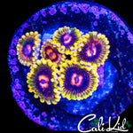 MIND TRICK ZOA MINI COLONY