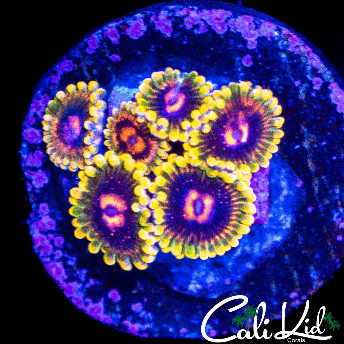 MIND TRICK ZOA MINI COLONY