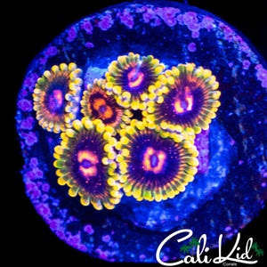 MIND TRICK ZOA MINI COLONY