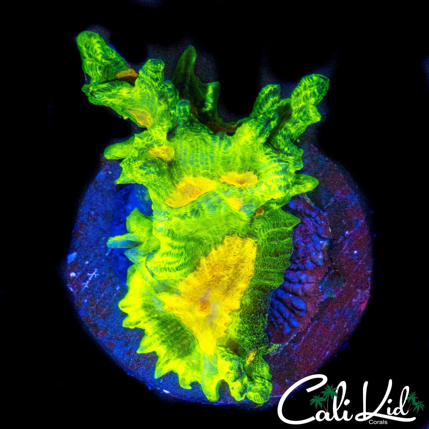 SPACE INVADER MINI COLONY