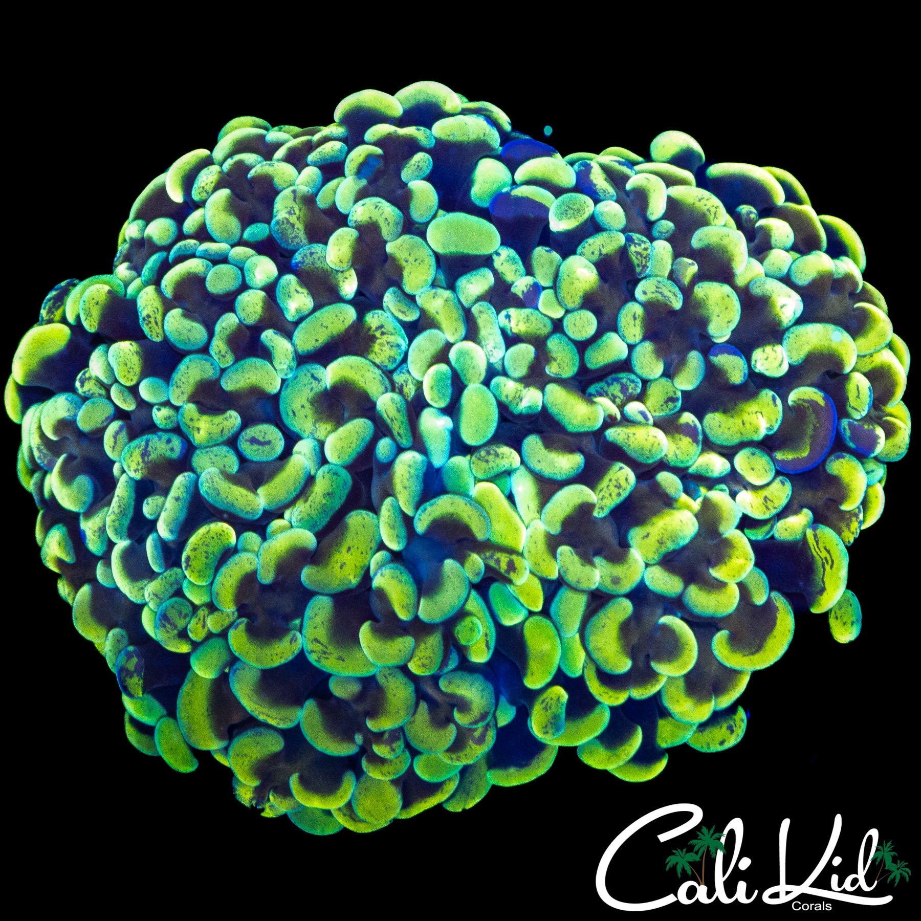 SPLATTER HAMMER COLONY