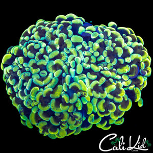 SPLATTER HAMMER COLONY