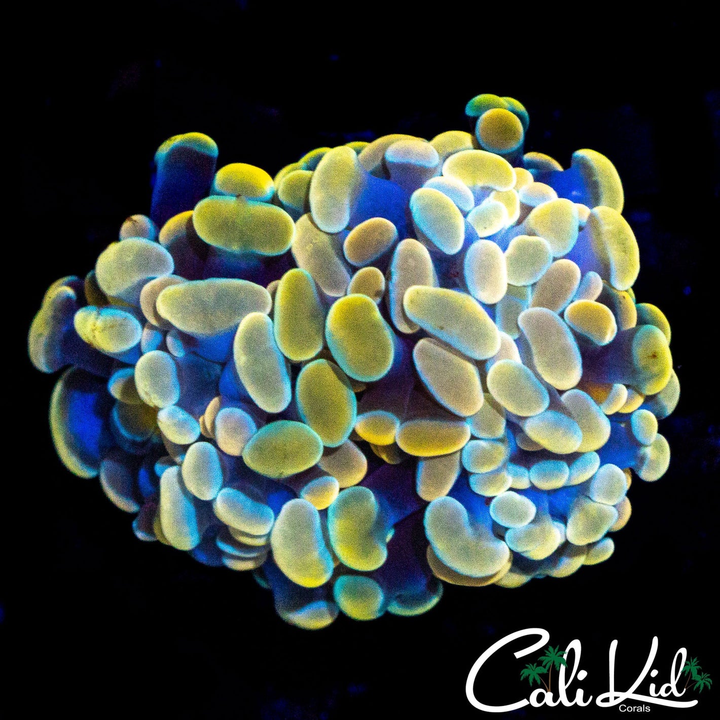 MYSTERY RAINBOW BRANCHING HAMMER