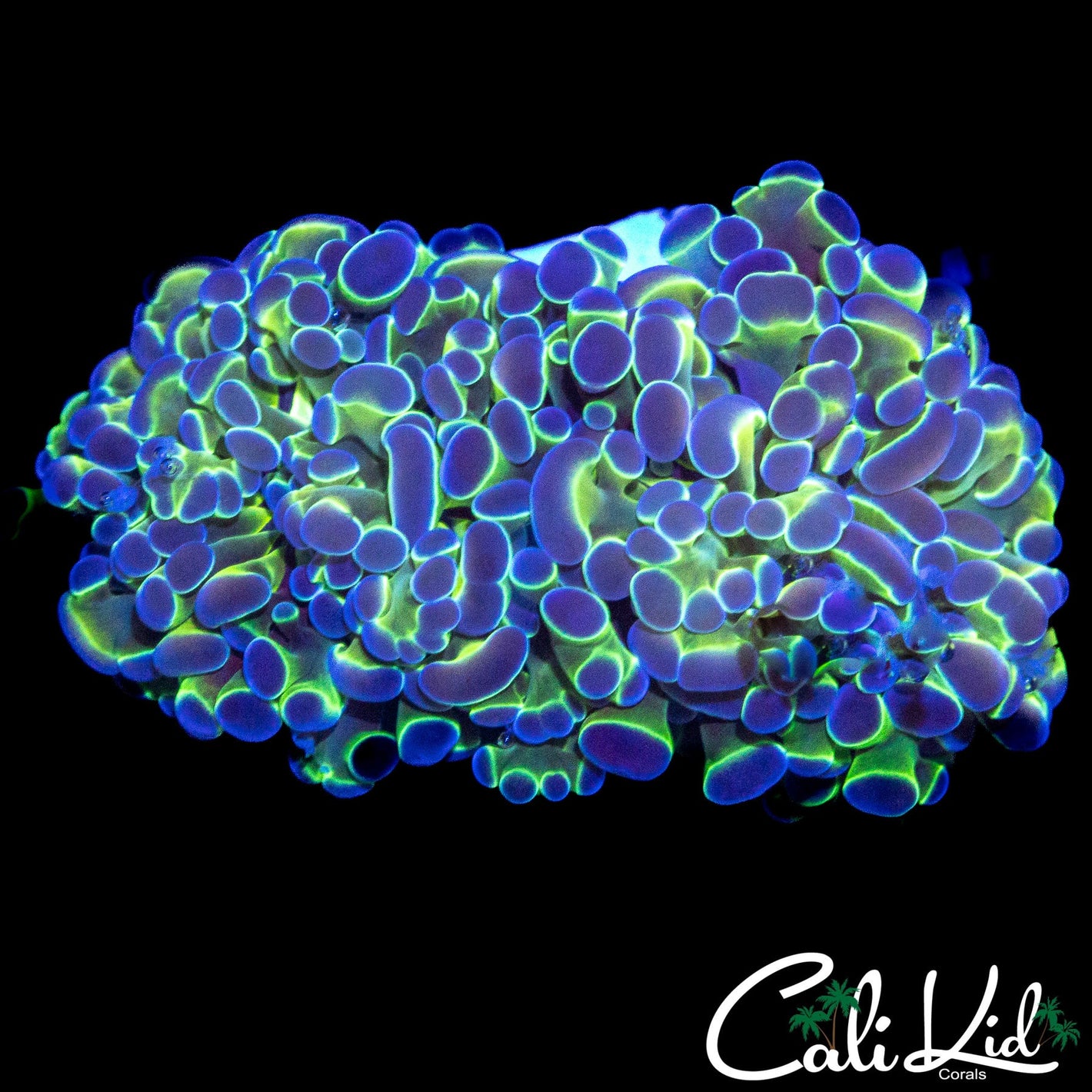 ALMOST HOLOGRAM HAMMER