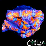 ULTRA RAINBOW ACAN TRIPLE