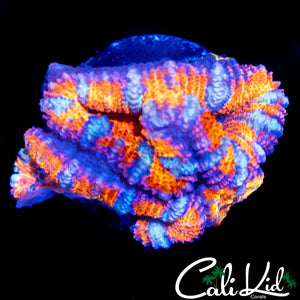 ULTRA RAINBOW ACAN TRIPLE