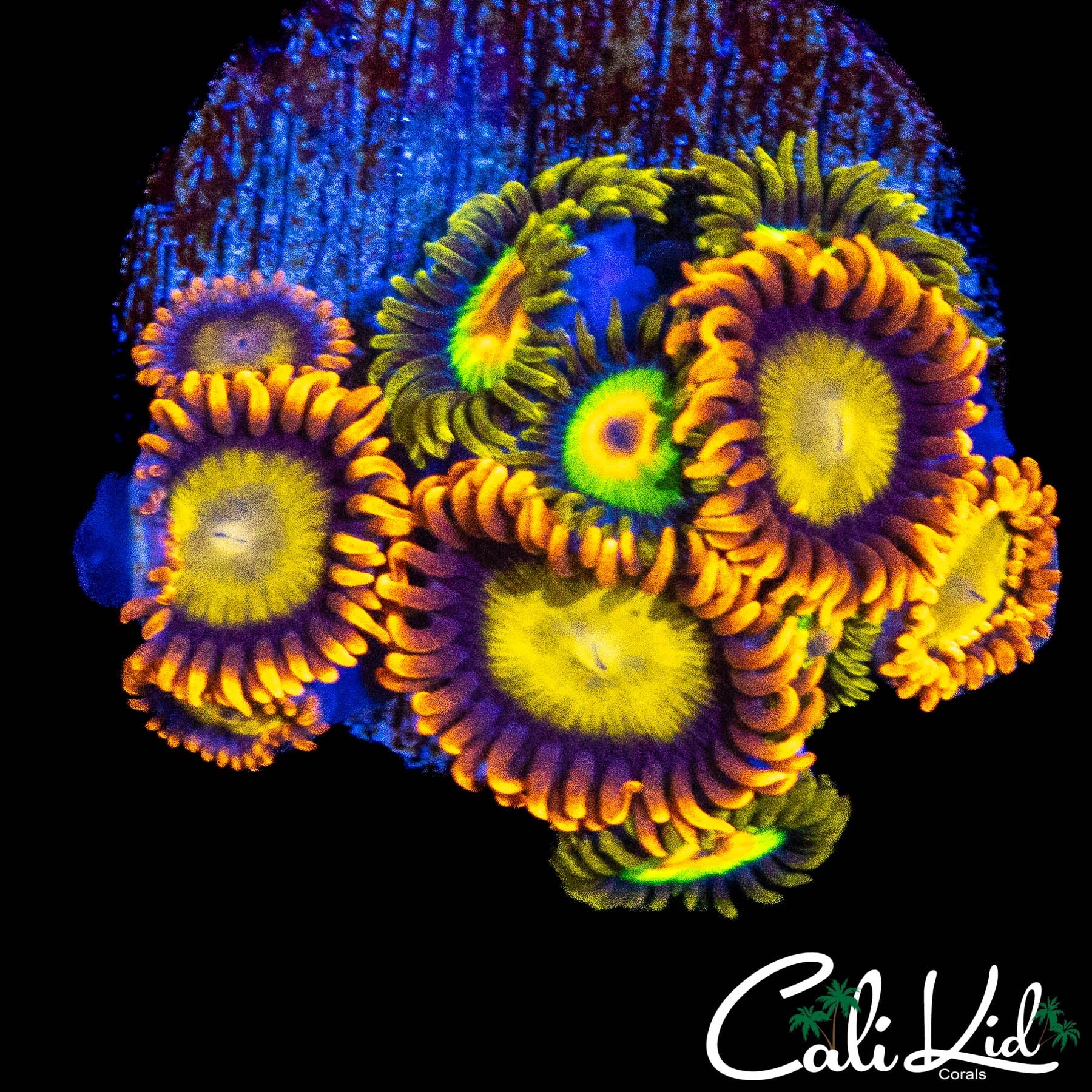 ASSORTED ZOA MINI COLONY