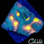 RAINBOW EYE FAVIA