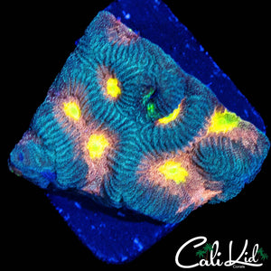 RAINBOW EYE FAVIA