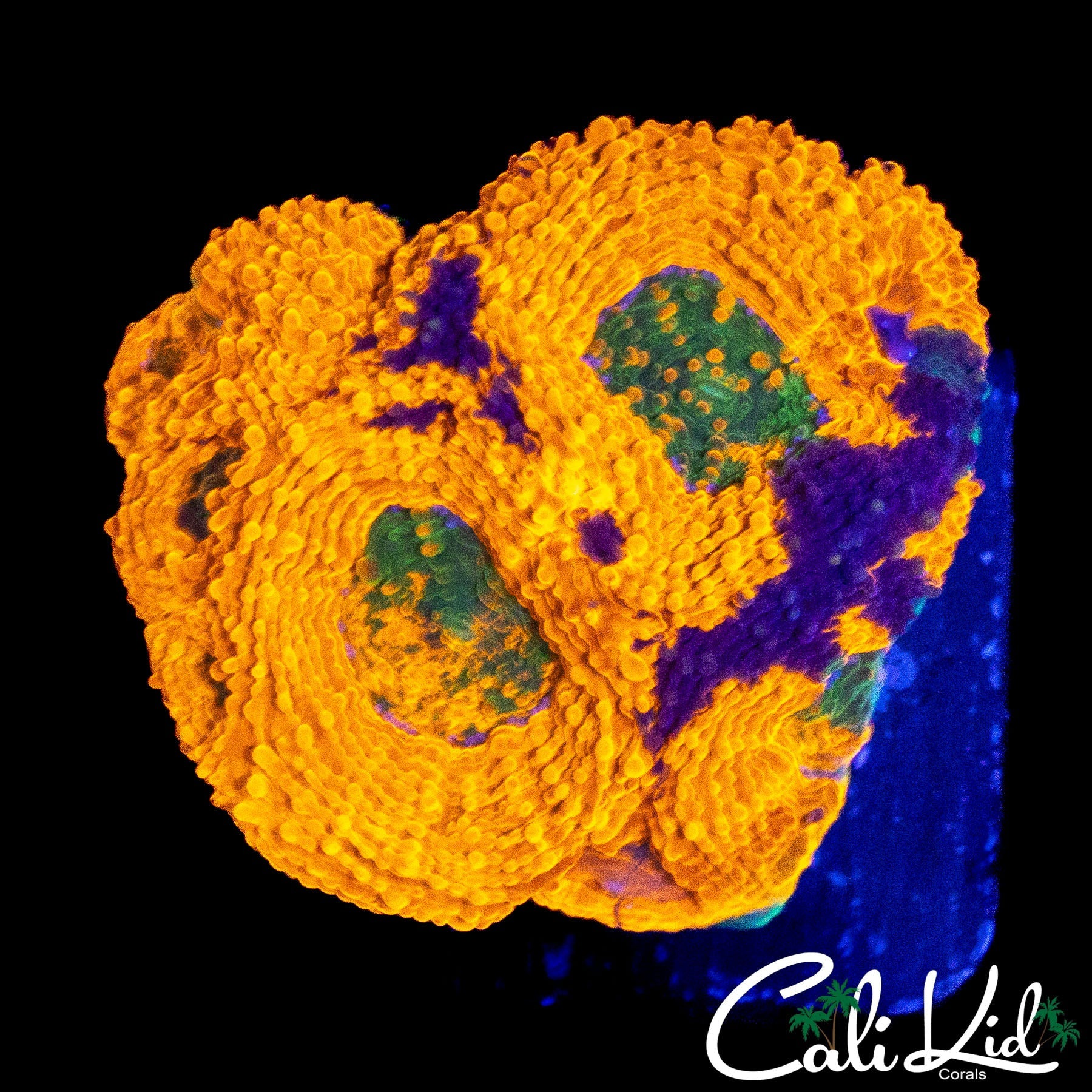 EXTREME RAINBOW ECHINATA