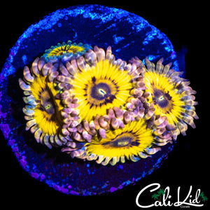 STRATOCASTER TYPE ZOA MINI COLONY