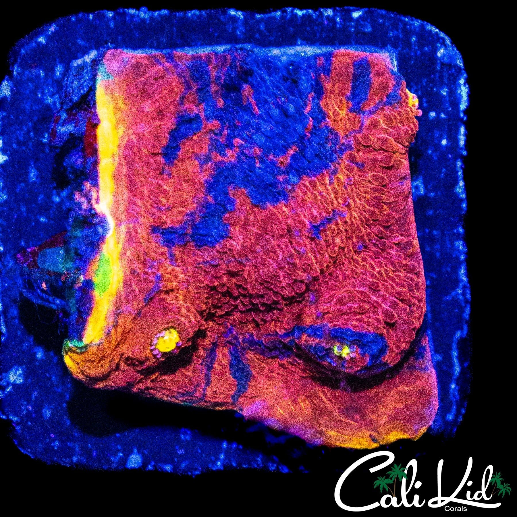 BEAUTIFUL RAINBOW CHALICE CHUNK