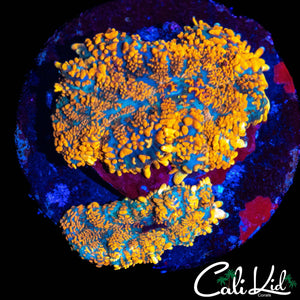 ULTRA RHODACTIS DOUBLE