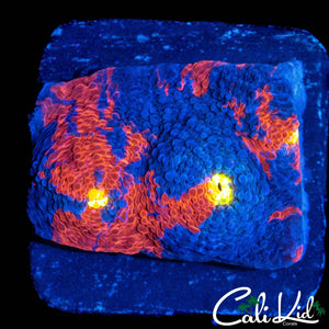 INDO RAINBOW CHALICE CHUNK