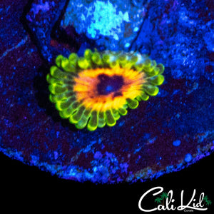 HALLUCINATION ZOA