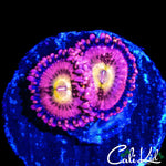 CK CHERRY BLOSSOM ZOA DOUBLE