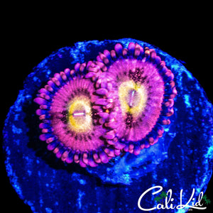 CK CHERRY BLOSSOM ZOA DOUBLE