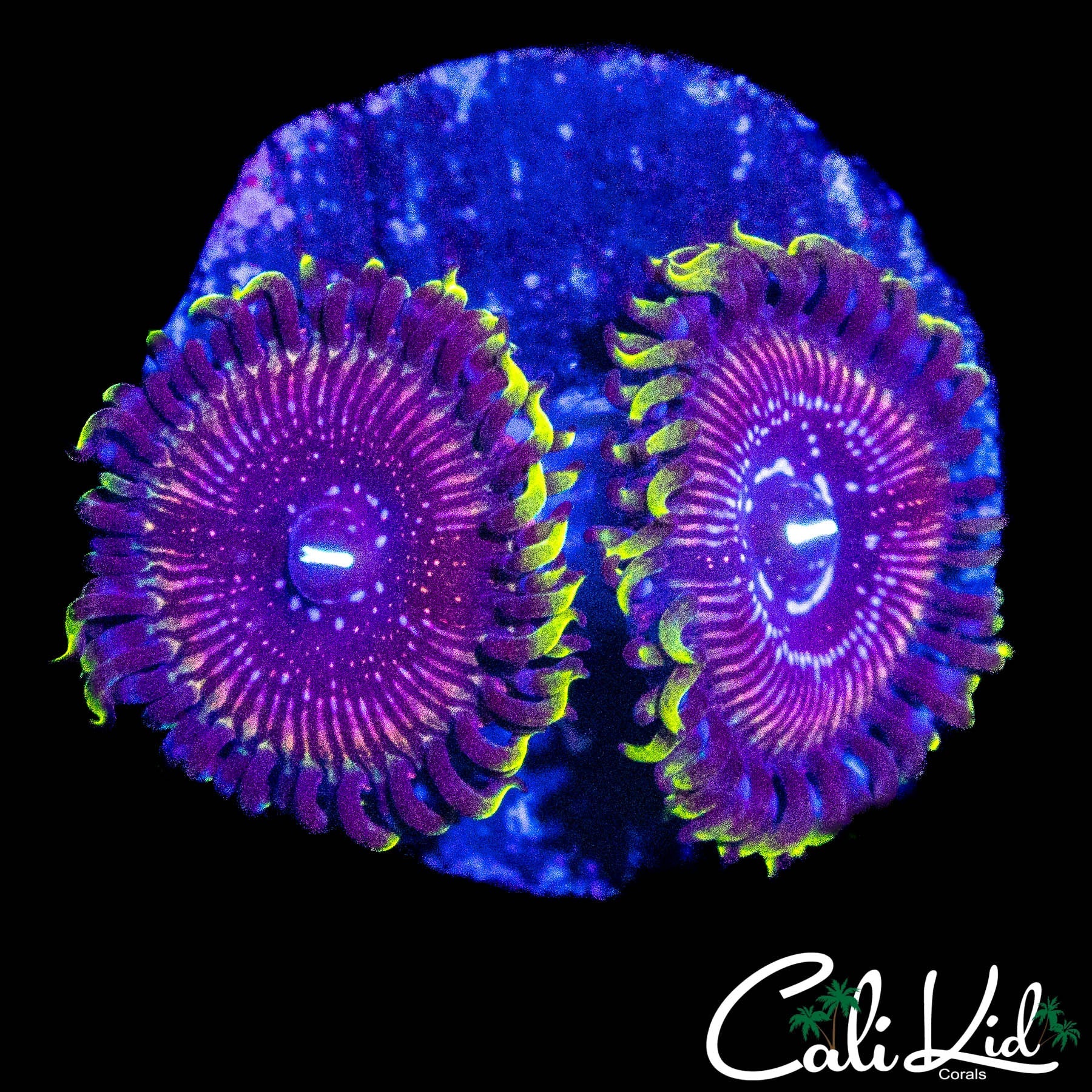 WWC BLACK ORCHID DOUBLE