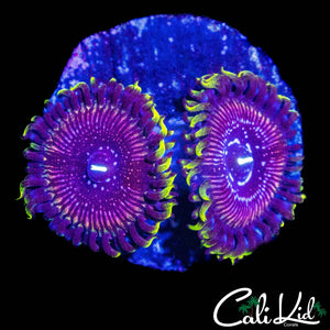 WWC BLACK ORCHID DOUBLE