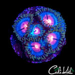 MIAMI VICE ZOA MINI COLONY