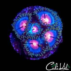 MIAMI VICE ZOA MINI COLONY