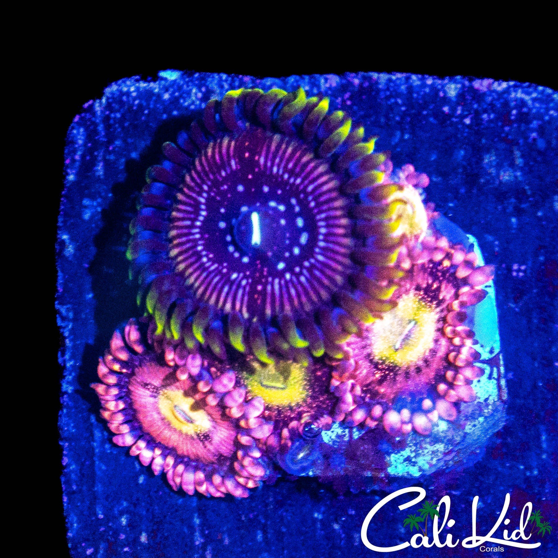 ASSORTED ZOA MINI COLONY