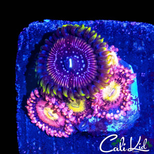 ASSORTED ZOA MINI COLONY