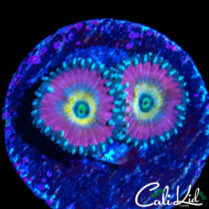 BEAUTY AND THE BEAST ZOA DOUBLE