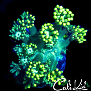 LEMON LIME GONI