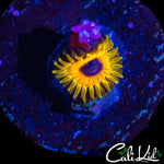 GREAT OWL ZOA W/ BABY