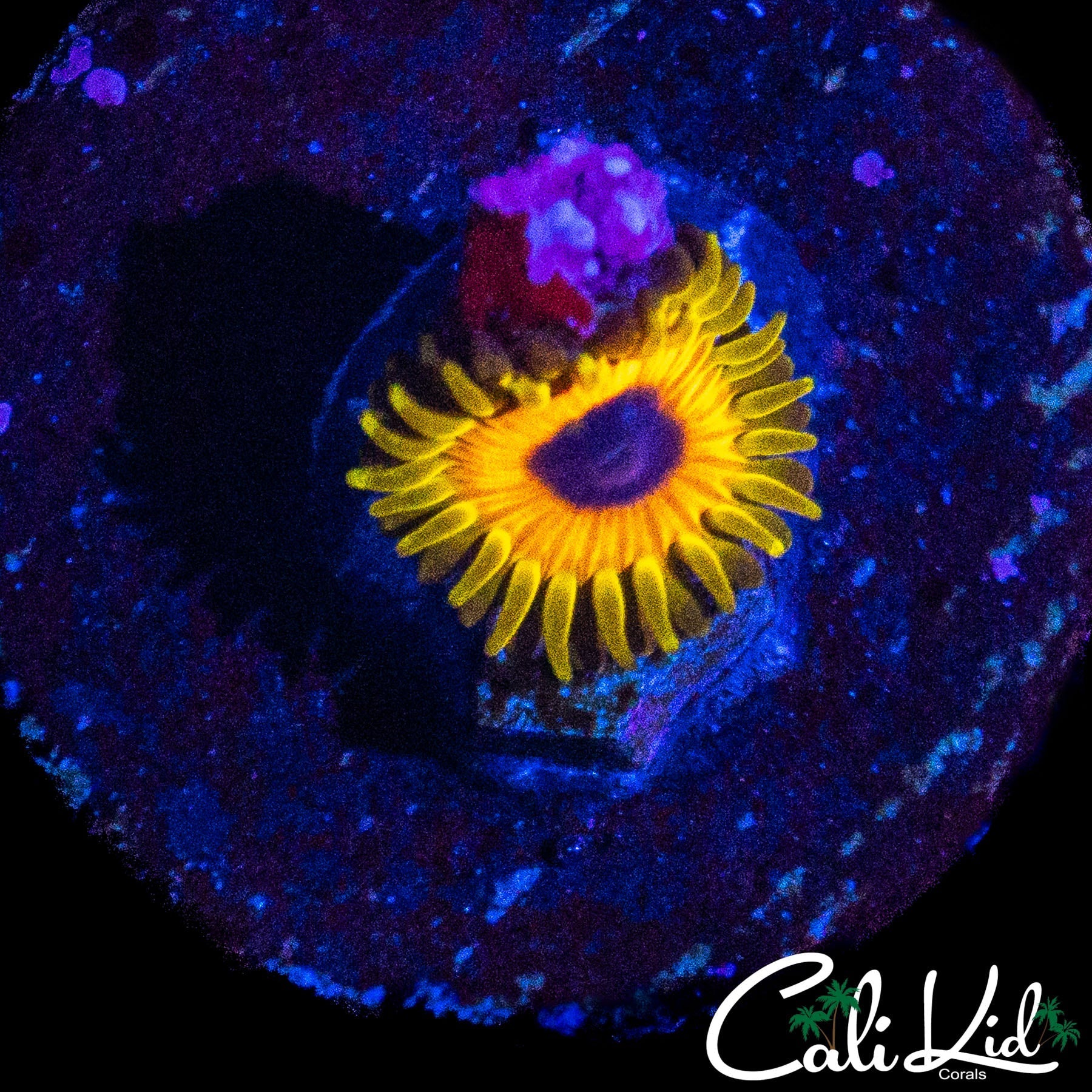 GREAT OWL ZOA W/ BABY