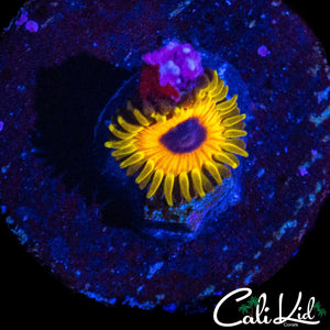 GREAT OWL ZOA W/ BABY