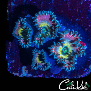 BEAUTY AND THE BEAST ZOA QUAD