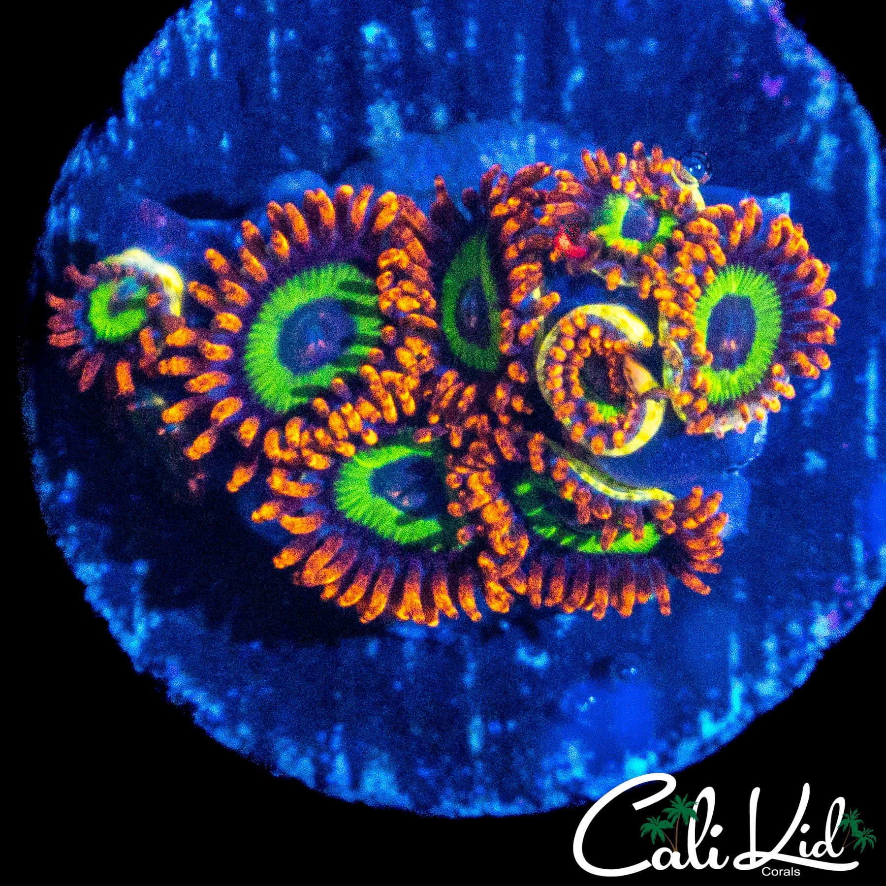 FRUIT LOOPS ZOA MINI COLONY