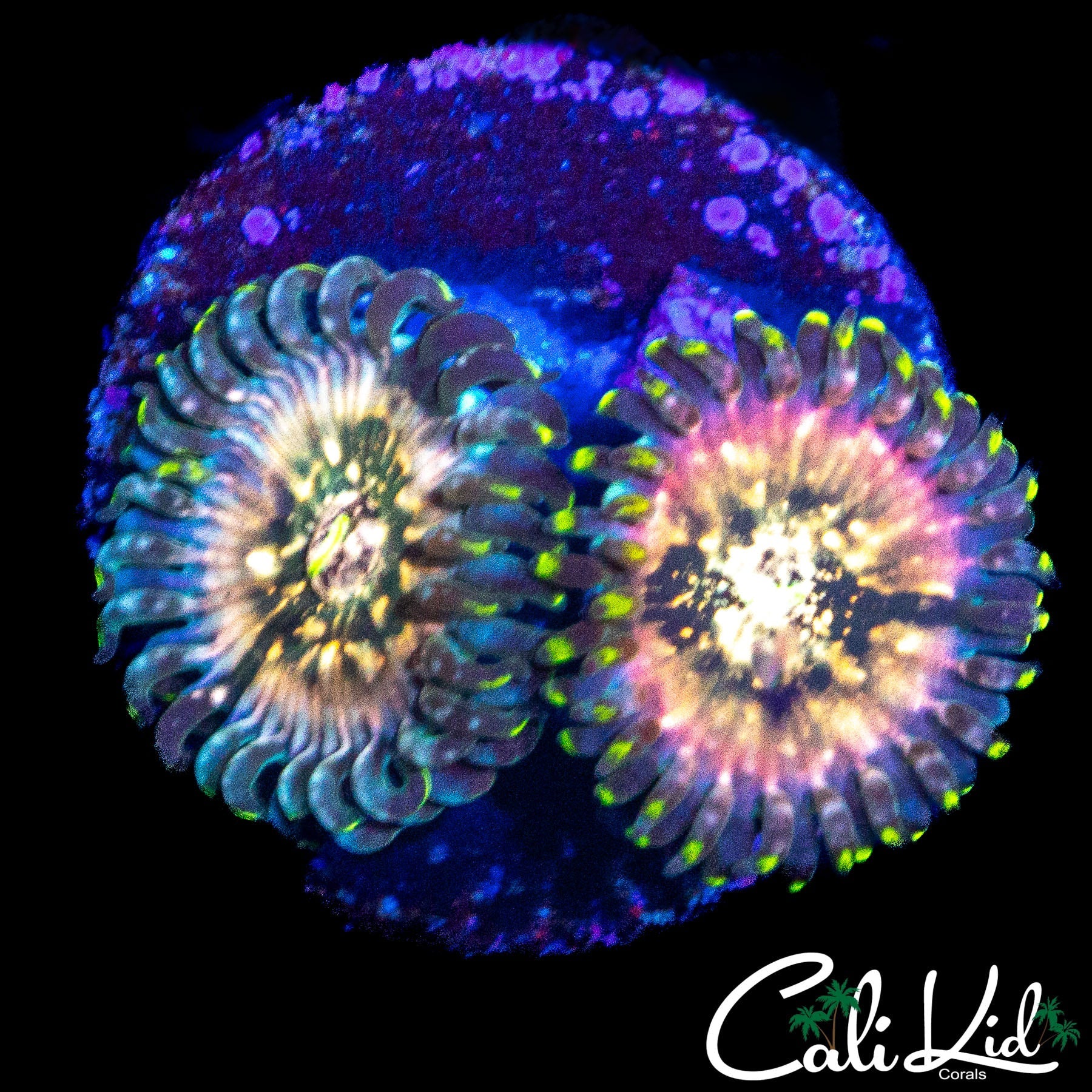 SOUR PUNCH ZOA DOUBLE