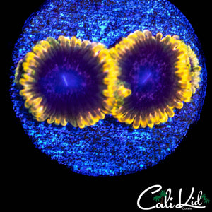 STIGGY MARLEY TRIPLE