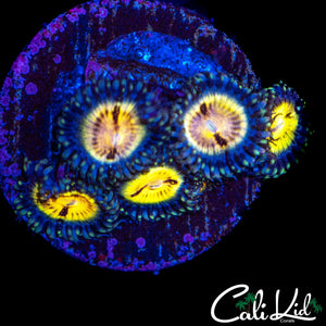 MYSTERY ZOA MINI COLONY