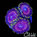 WWC BLACK ORCHID TRIPLE